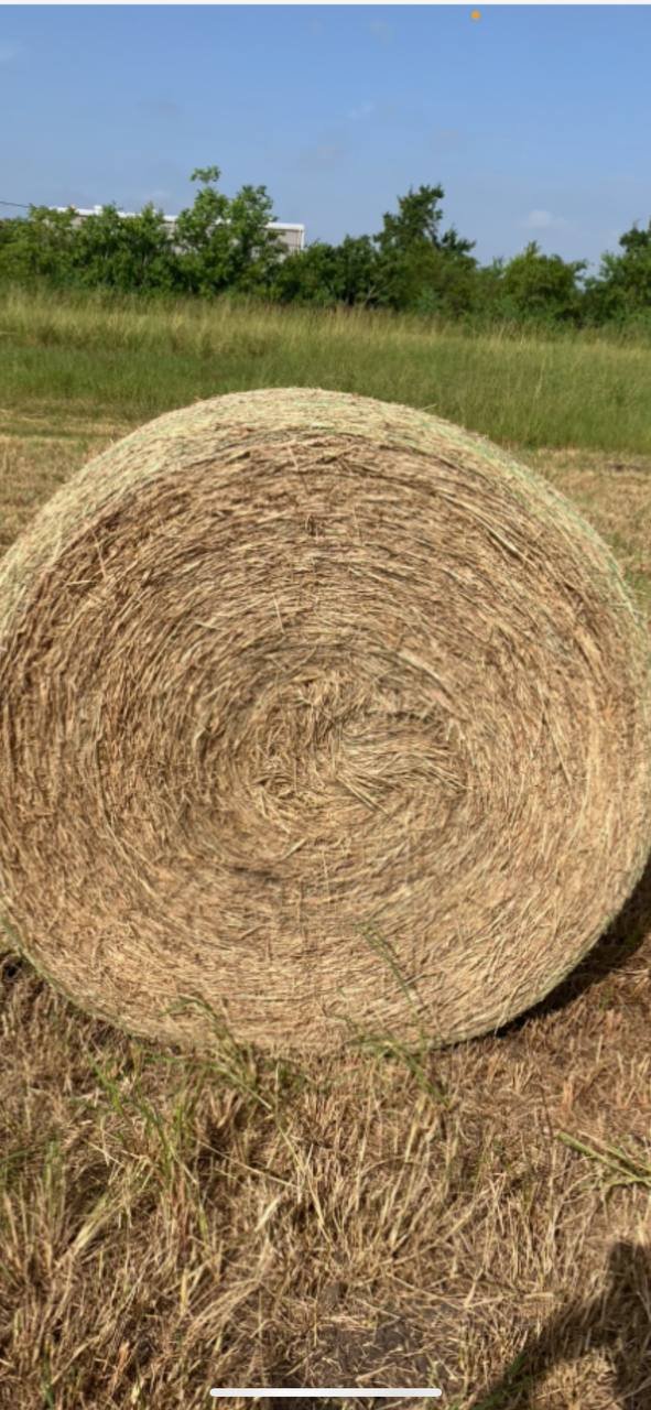 Cow Round Bale - Field