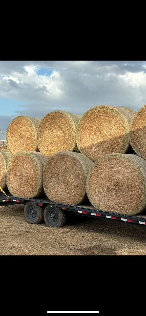 Cow Round Bales - Loaded Trailer